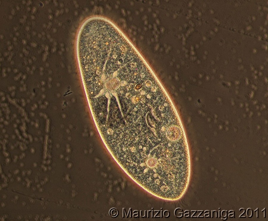 Paramecio, canali radiali.